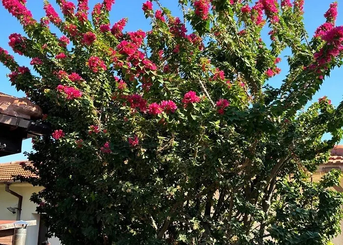 Le Caroubier Splendid 3 Bedrooms * Zanaja